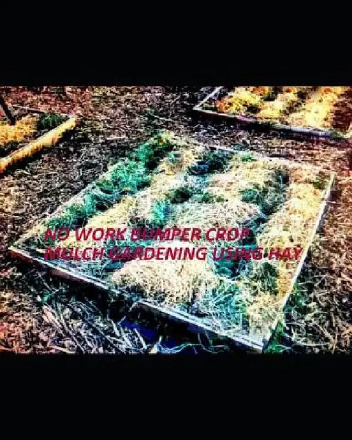 No Work Bumper Crop Mulch Gardening Using Hay: Or Straw, Grass, Leaves, Wood Chips, Logs, Cardboard, Newspapers, Compost, Sand, or Manure: MY CHECKLIS by Richard W. Linford