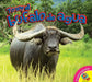 El Búfalo de Agua (Water Buffalo) by Piper Whelan