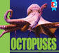 Octopuses by Maria Koran