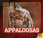 Appaloosas by Maria Koran