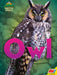 Owl by Nick Winnick