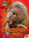 Beaver by Blaine Wiseman