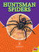 Huntsman Spiders by John Willis