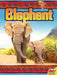 Elephant by Katie Gillespie
