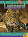 Leopard by Katie Gillespie