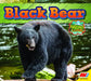 Black Bear by Pamela McDowell
