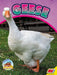 Geese by Sierra Wilson