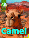 Camel by Karen Durrie