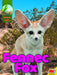 Fennec Fox by Siemens, Jared