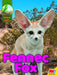 Fennec Fox by Jared Siemes