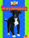Greyhounds by Heather Kissock