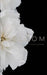 Bloom by Nitasha Jackson