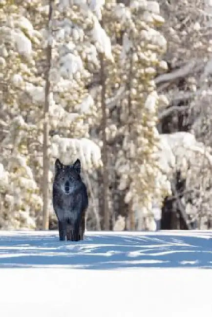 Beautiful Eyes This Morning: The Gray Wolf or Timber Wolf, Is a Canine Native to the Wilderness and Remote Areas of Eurasia and North America. by Planners and Journals