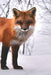 Fox: The Red Fox's Resourcefulness Has Earned It a Legendary Reputation for Intelligence and Cunning. by Planners and Journals
