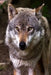 Nice Doggy: The Misunderstood Wolf: Most of Us Grew Up Hearing Stories about the Big, Bad Wolf. But Wolves Are Not Really Big or B by Planners and Journals