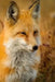 Red Fox: The Largest of the True Foxes and One of the Most Widely Distributed Members of the Order Carnivora, Being Present Acr by Planners and Journals
