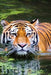 Swimming Tiger: As the Largest Species in the Big Cat Family, Tigers Have More Surface Area That Heats Up, Which Is Probably Why They by Planners and Journals