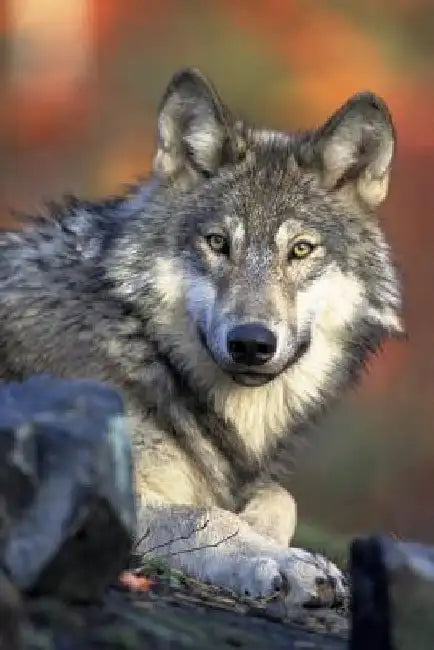 Watching You: Wolves Live and Hunt in Packs of Around Six to Ten Animals. They Are Known to Roam Large Distances, Perhaps 12 Miles in a Single Day. by Planners and Journals