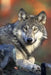 Watching You: Wolves Live and Hunt in Packs of Around Six to Ten Animals. They Are Known to Roam Large Distances, Perhaps 12 Miles in a Single Day. by Planners and Journals