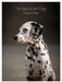 The Year of the Dogs Notecards: (16 Dog Portrait Correspondence Cards, Dog Lovers Photography Notecards) by Vincent J. Musi