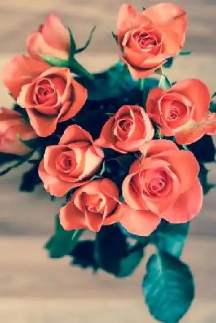 Apricot Rose: A Wonderful Way of Bringing Warmth to Your Garden. by Journals and Planners