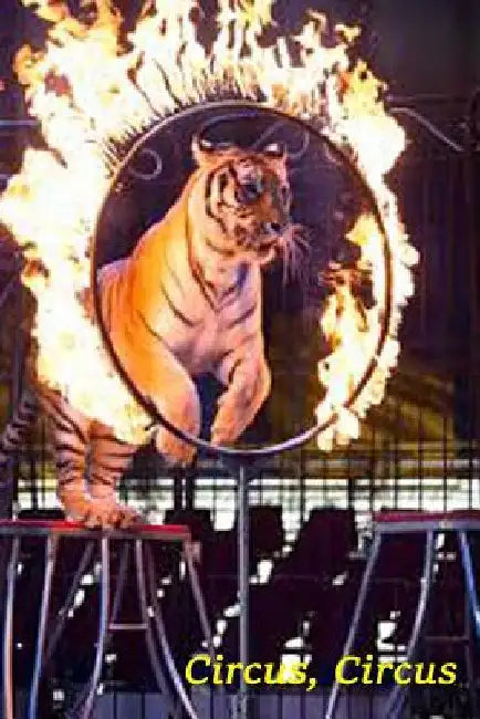 Circus, Circus by Thaller, Georg Erwin