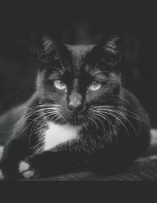 Black Cat Sheet Music Paper: For Composers and Musicians by Pagan Essentials