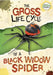 The Gross Life Cycle of a Black Widow Spider by William Anthony