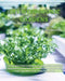 DIY Hydroponic Gardens: The Complete Guide to Setting Up and Create DIY Sustainable Hydroponics Garden With The Best Techniques For Growing Fr by Richard Jones