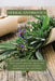 Herbal Antibiotics: Beginners Guide to Using Herbal Medicine to Prevent, Treat and Heal Ilness with Natural Antibiotics and Antivirals by Thomas Watson
