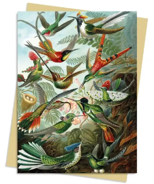 Ernst Haeckel: Hummingbirds Greeting Card Pack: Pack of 6 by Flame Tree Studio