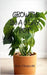Growth in a Clay Pot by Fitzgerald, Rory