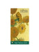 National Gallery: Van Gogh, Sunflowers 2025 Year Planner - Month to View by Flame Tree Studio