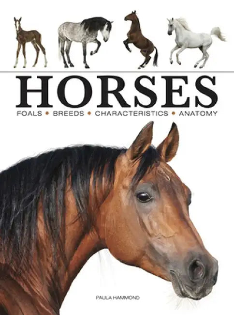 Horses by Paula Hammond