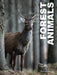 Forest Animals by Julianna Photopoulos