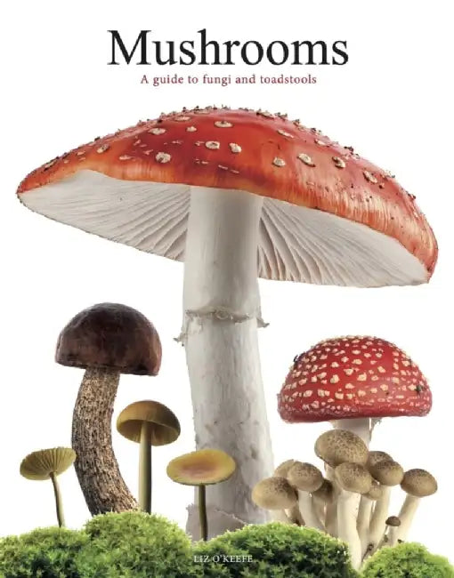 Mushrooms by Liz O'Keefe
