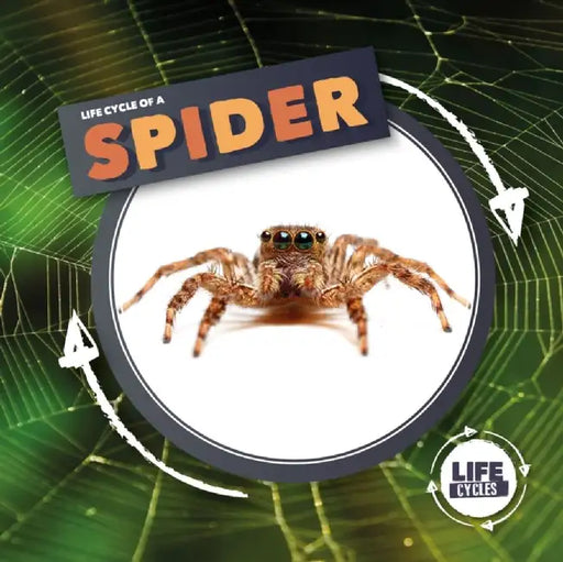 Spider by Kirsty Holmes