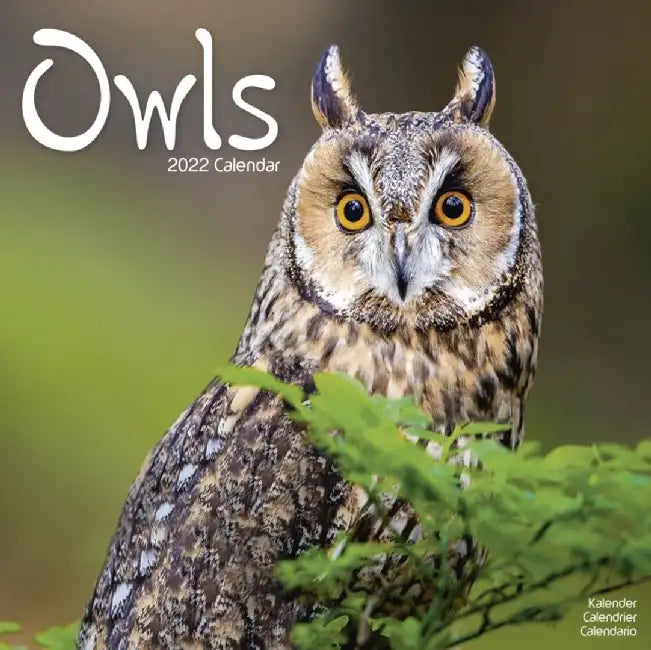 Owls 2022 Wall Calendar
