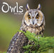 Owls 2022 Wall Calendar