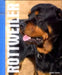 Rottweilers by Tammy Gagne