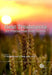 Heat Treatments For Postharvest Pest Control: Theory and Practice by J. Tang, Others
