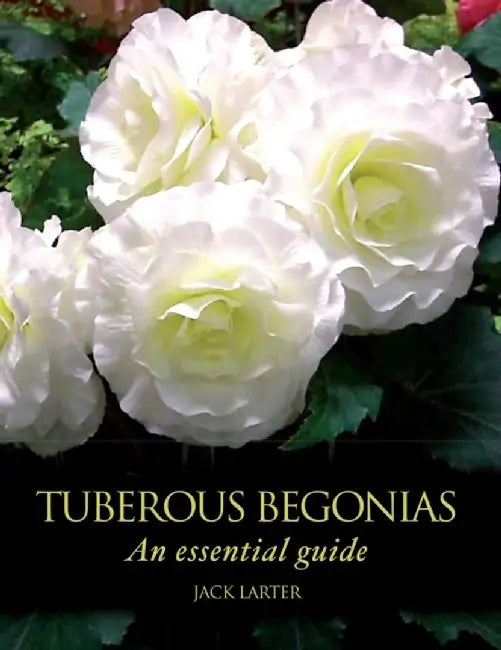 Tuberous Begonias: An Essential Guide by Jack Larter