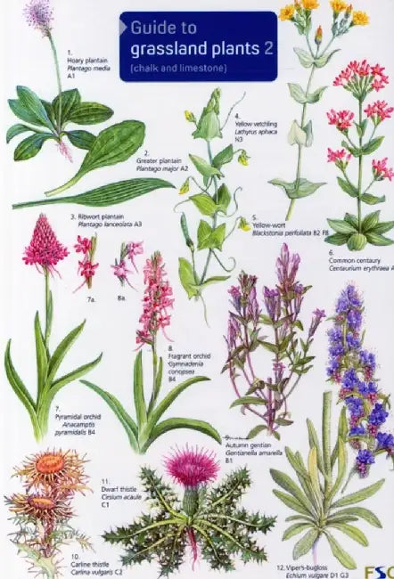 Guide to Grassland Plants 2 by Anne Bebbington