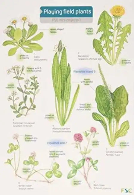 Playing Field Plants by Rebecca Farley