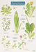 Playing Field Plants by Rebecca Farley
