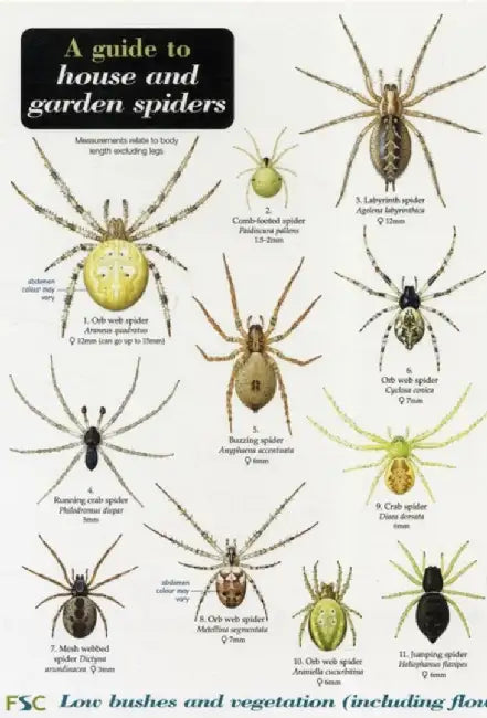 A Guide to House and Garden Spiders by Richard Lewington