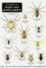 A Guide to House and Garden Spiders by Richard Lewington
