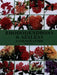 Rhododendrons & Azaleas: A Colour Guide by Kenneth Cox