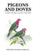 Pigeons and Doves by David Gibbs