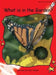What Is in the Garden? by Pam Holden